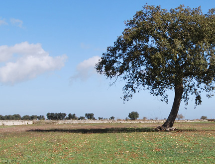 Agricoltura e terreni